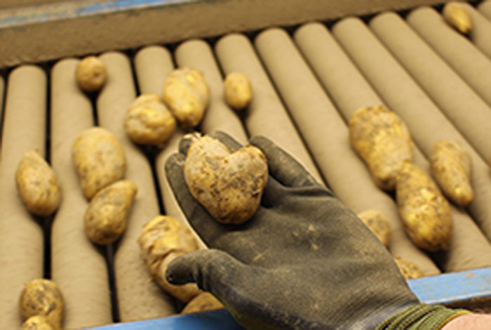 Frisch geerntete Kartoffeln aus NRW - Teil des regionalen Sortiments bei Dreysse REWE