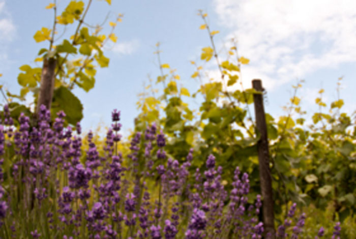Lavendel vor Weinreben, aus denen der Wein gemacht wird, den wir regional einkaufen