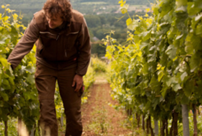 Qualitätskontrolle auf Weingut Faust, unserem Lieferanten für regional produzierten Wein