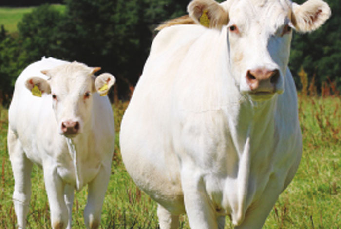 Kühe von Bauer Jung in Siegen-Wittgenstein - die Basis unserer regionalen Rindfleisch-Produktion