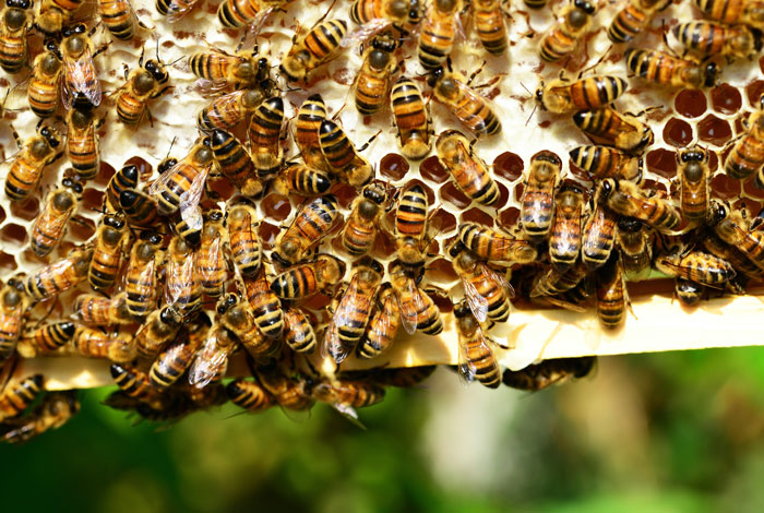 Bienenschwarm auf einer Wabe von der Siegener Imkerei Honighütte, deren Honig du bei uns kaufen kannst