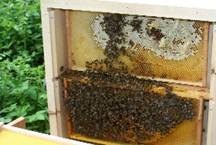 Bienen auf einer Honig Wabe im Siegerland