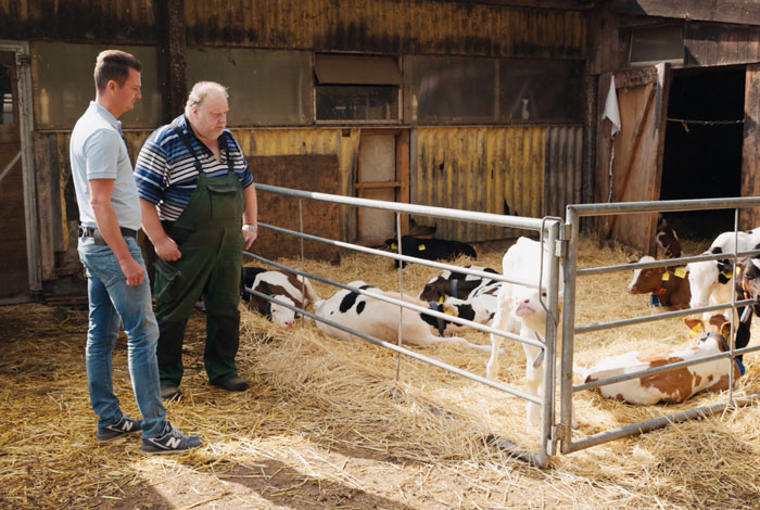 Kälber im Stall, daneben Bauer Jung und der Geschäftsführer von Dreysse REWE, wo du Fleisch regional kaufen kannst