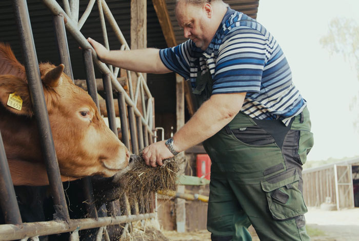 Bauer Jung füttert eines seiner Rinder