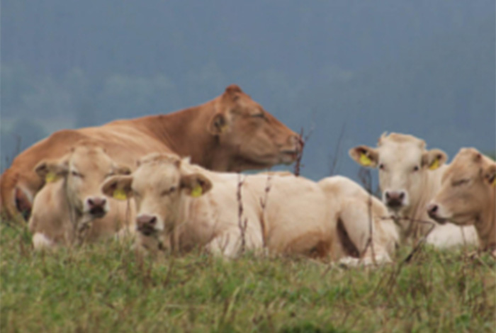 Kühe auf einem Biobauernhof in Siegen-Wittgenstein