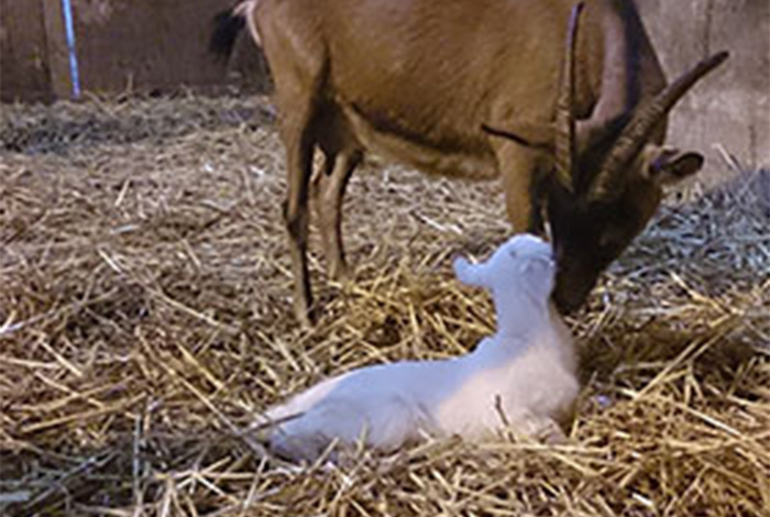 Baby Ziege mit Mutter vom Biobauernhof in Wilgersdorf