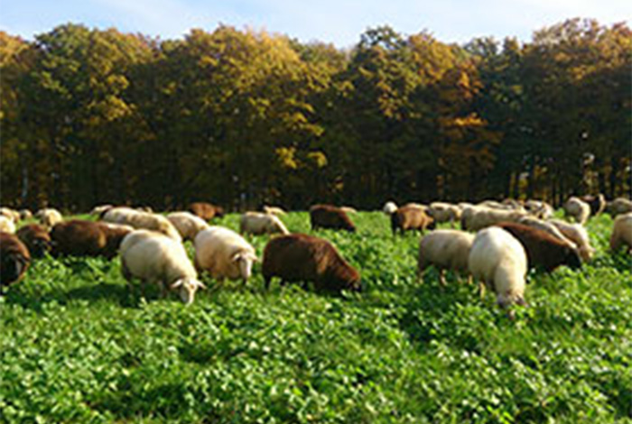 Schafe vom Biobauernhof in Siegen Wilgersdorf, aus deren Milch unser Käse hergestellt wird