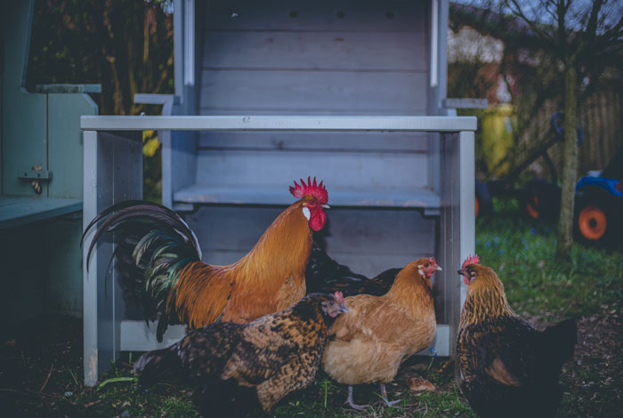 Hühner vom Biohof Kapplermühle, deren Eier wir in unserem Sortiment anbieten