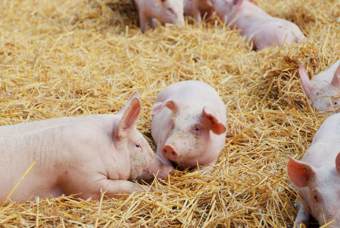 Schweine liegen ruhig im Stall bei Bauer Korte in der Nähe von Siegen, der uns das Schweinefleisch für unser Sortiment 