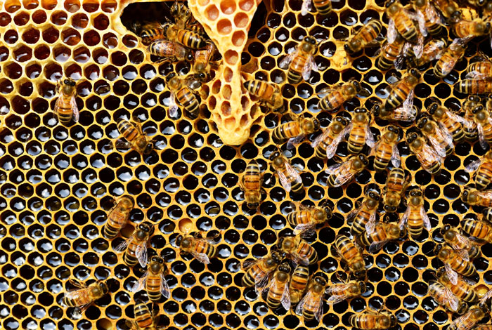 Bienen auf einer Wabe, gefüllt mit bestem Honig aus der Region Siegen
