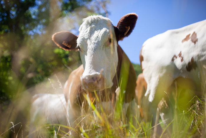 Aus der Froschperspektive: Eine Kuh vom Bauernhof Weiß, von dem unsere Märkte Rindfleisch beziehen