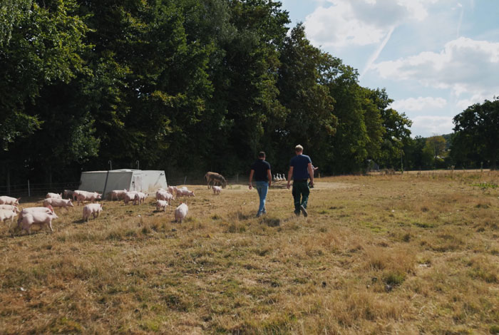 Weide für Schweine in NRW, von denen unser Fleisch aus der Region kommt
