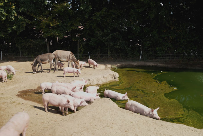 Schweine am Teich, angelegt von Bauer Korte, von dem wir unser Schweinefleisch regional beziehen